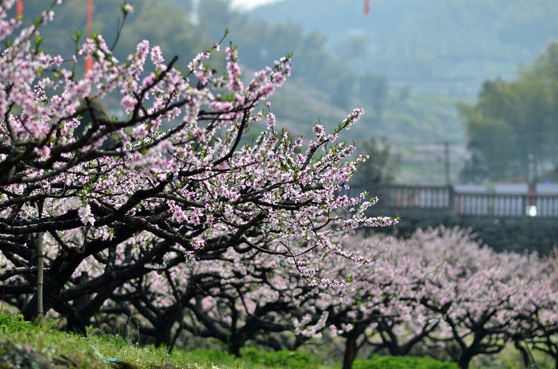 富阳代表花图片