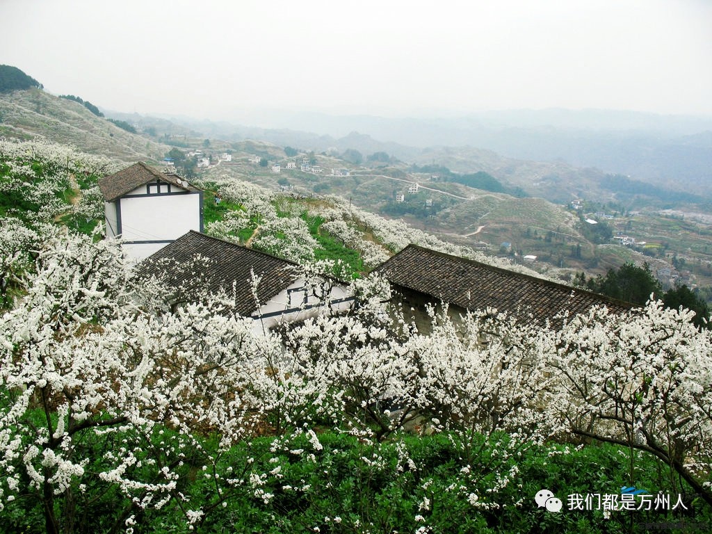 分水镇李子花:万州区分水镇石碾村(分水场镇附近)公交线路:五桥南站