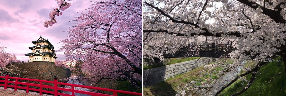 第四天 名古屋拍摄樱花古建 名古屋 东京 名古屋早上六点起床拍摄