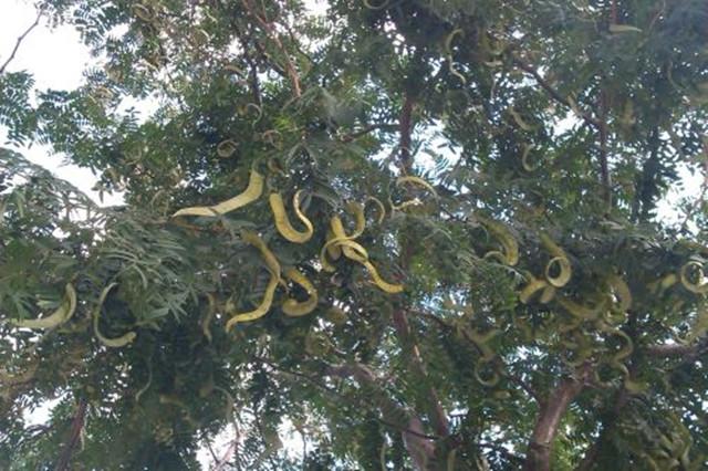 青竹蛇树图片图片
