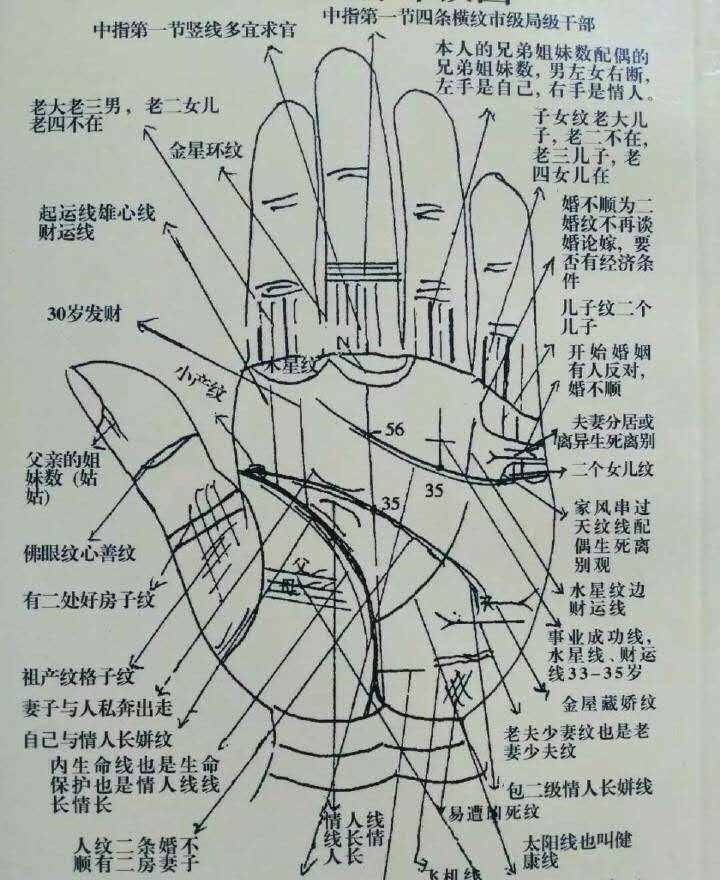 大拇指纹路图解女图片