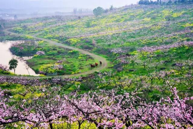 六合区的竹镇桃花岛 春风一吹,漫山遍野的桃花都盛开了.