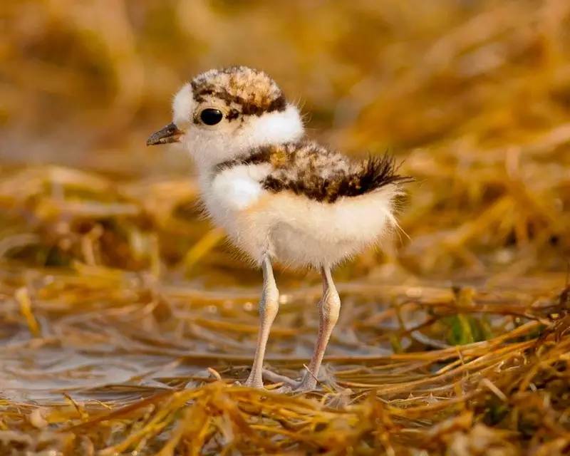 当然这只是一种博人眼球的说法,实际上他拍到的是四只笛鸻(charadrius