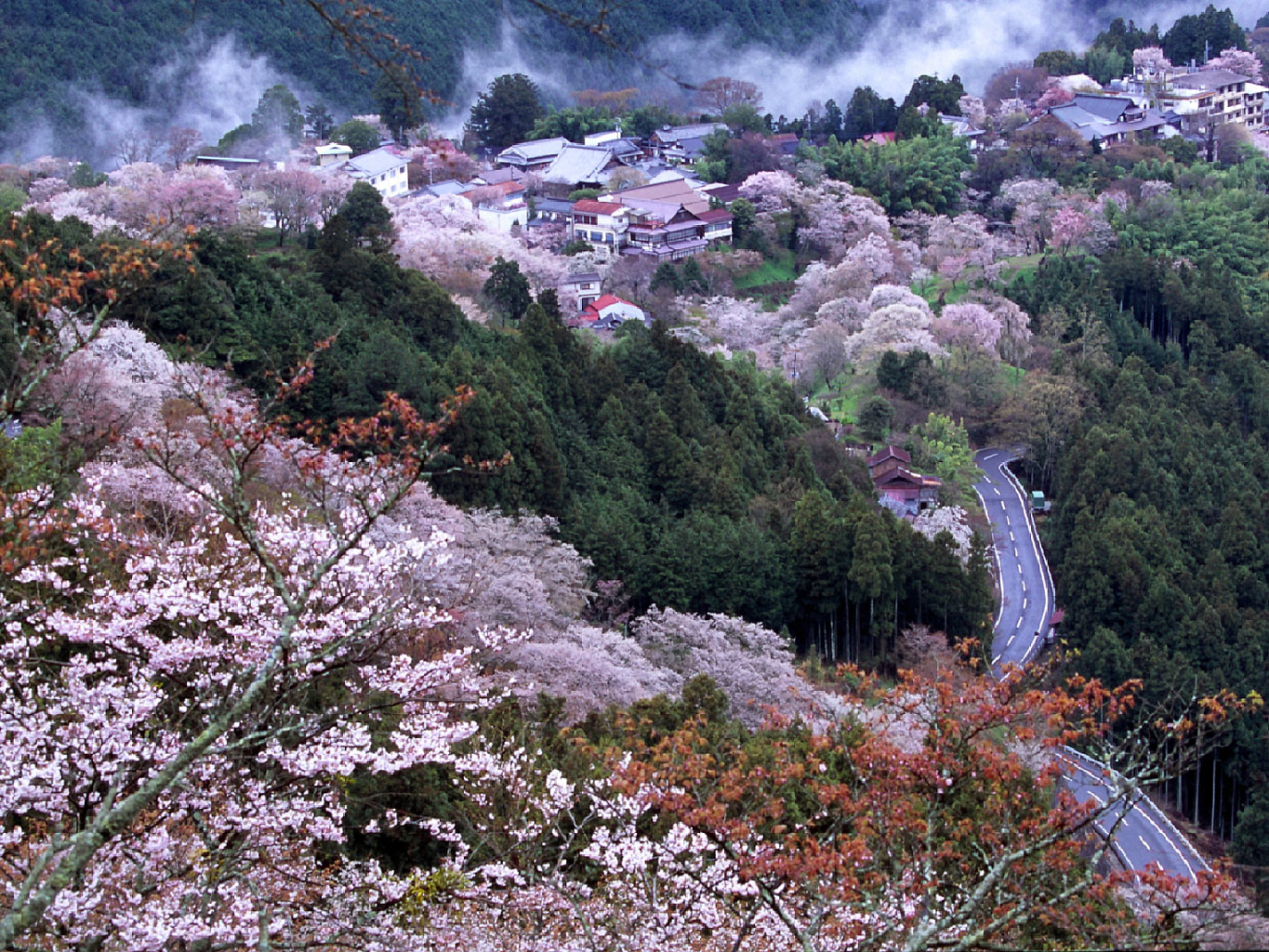 樱花季带你去日本行摄