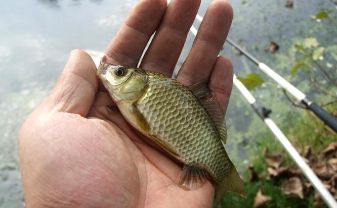 窮人用蚯蚓釣魚你那商品餌弱爆了