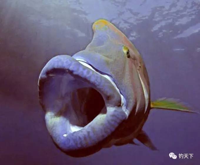 【趣事杂谈】大鱼活吞男子,雌雄同体,嘴唇超级巨大,体长两米!