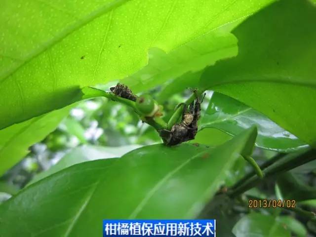 柑橘象甲虫图片图片