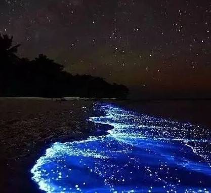 荧光水母 海滩图片