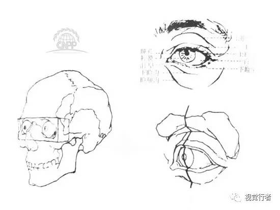 【乾貨】人體頭部解剖規律圖,人體頭部結構你知多少?