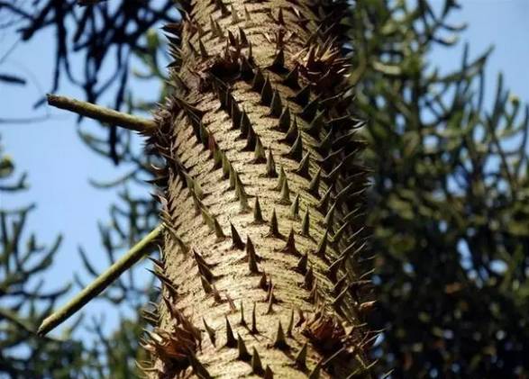 小名片"王康聊植物"不断向公众推送有关植物的科普知识,让读者们一起