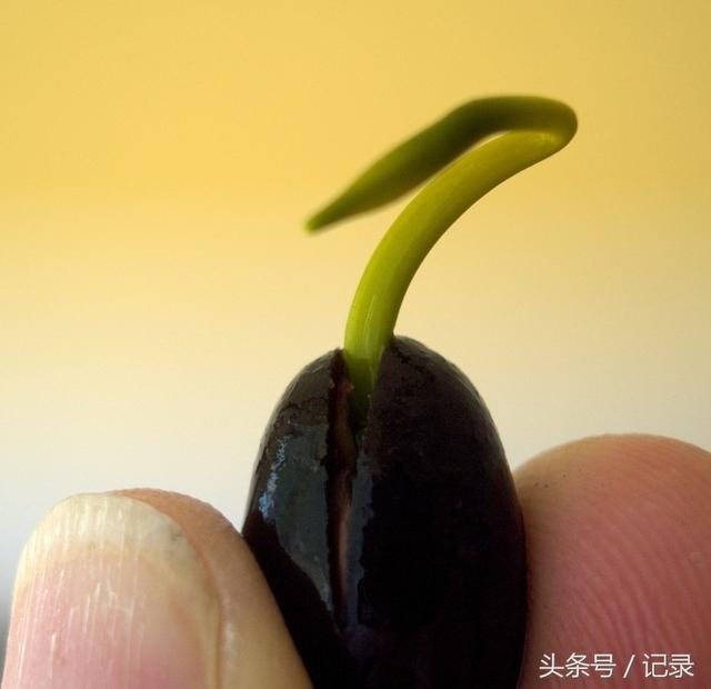 世界上最长寿的种子图片