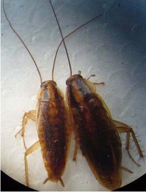 最小的蟑螂有多大图片图片