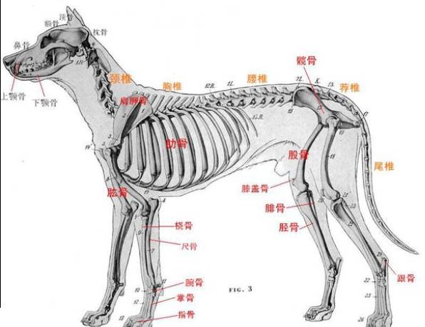 幼犬骨骼数量比成犬多,但随着年龄增长,原本通过软骨相连的骨头会愈合