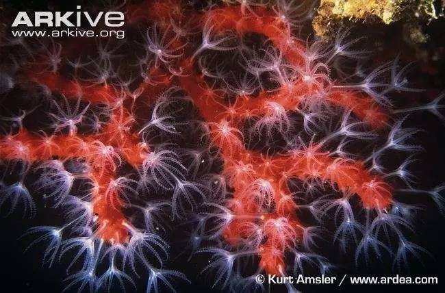 由于习惯,人们常把珊瑚虫的群体称为"珊瑚,使得"珊瑚"成为一种泛称.