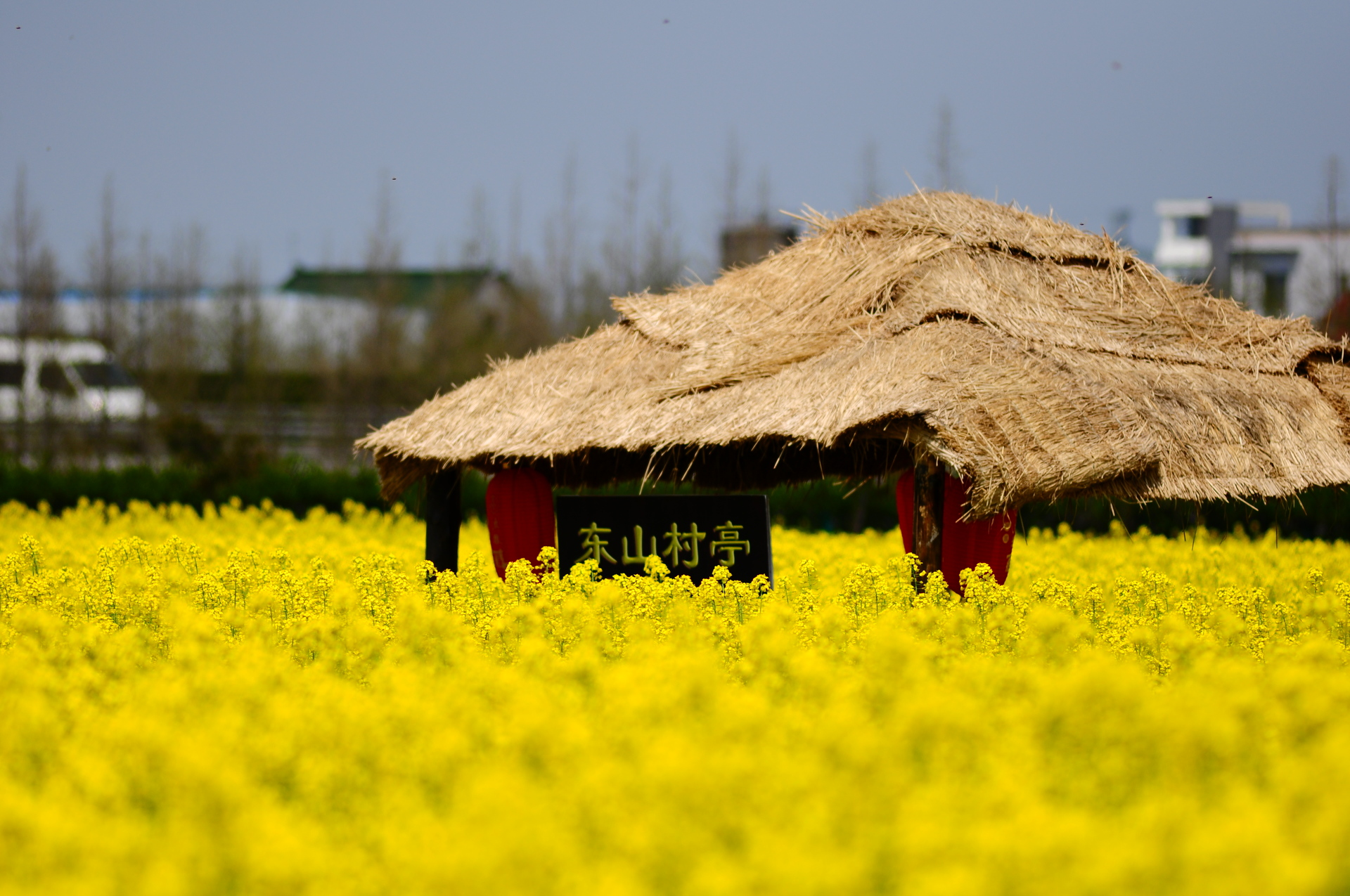 3月18日,我在奉贤庄行油菜花田等你!