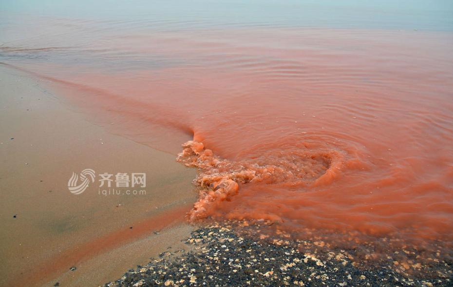 山东日照现赤潮景象 风景区海水被染红(图)