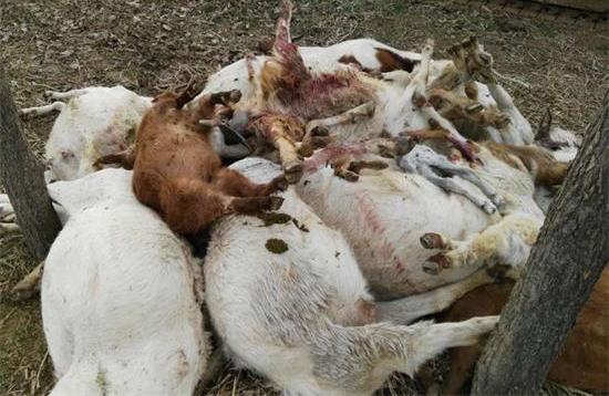 洛宁县动监所对中毒死亡羊只进行无害化处理