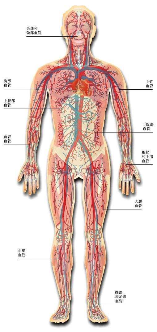 皮肤血管分布图片