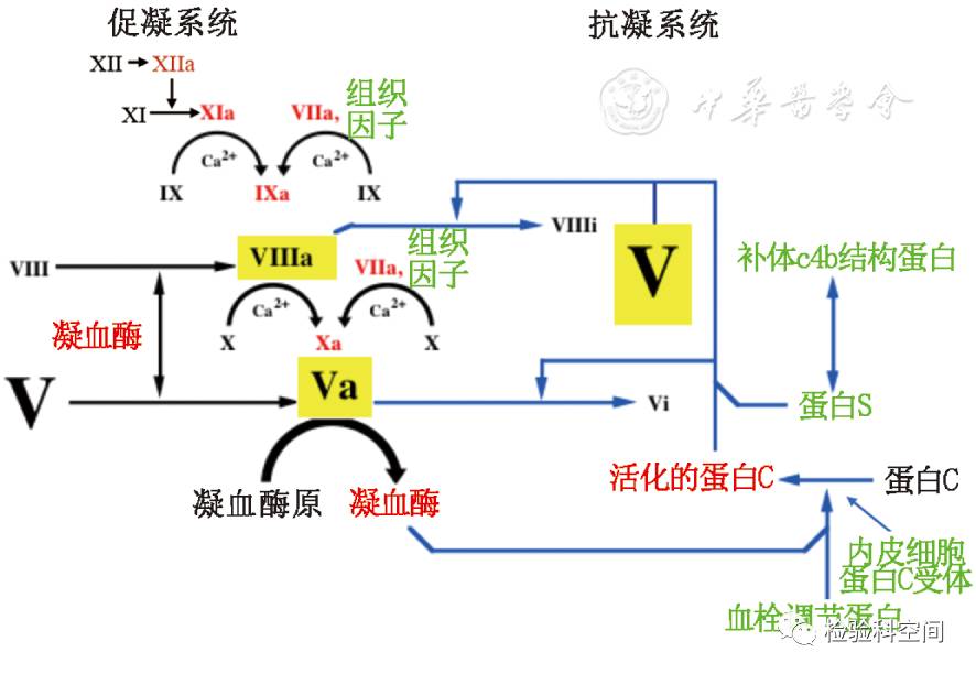 蛋白c是受凝血酶激活的维生素k依赖蛋白.