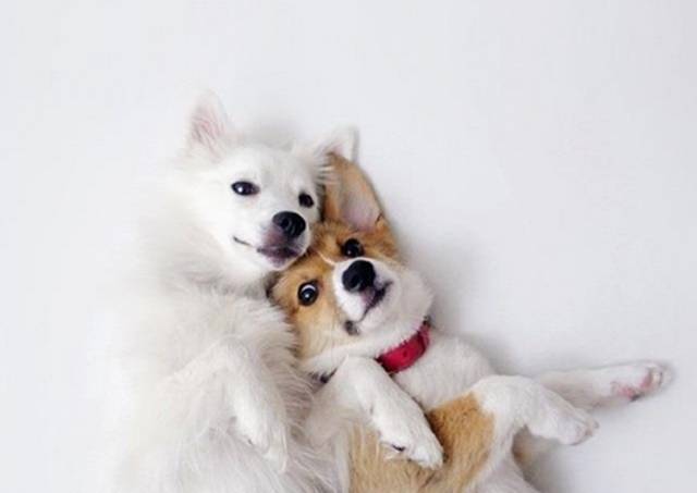 两只狗狗贴贴表情包图片