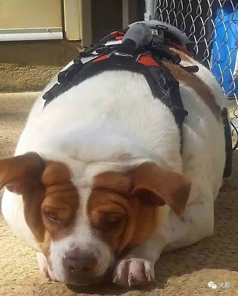 世界上最大最胖的狗图片