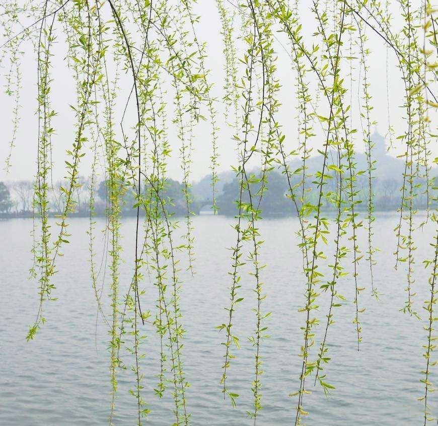 垂柳【唐】李商隱娉婷小苑中,婀娜曲池東.朝佩皆垂地,仙衣盡帶風.