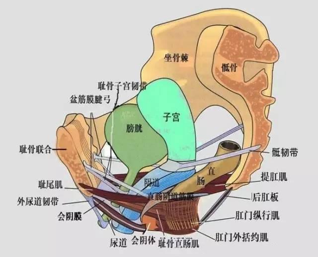 順產和剖腹產,產後肚皮那麼松馳竟是沒做好這事