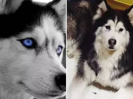 眼睛的颜色哈士奇为中型犬而阿拉斯加为大型犬,从体型的大小就能一眼