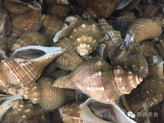 螺類食材大全