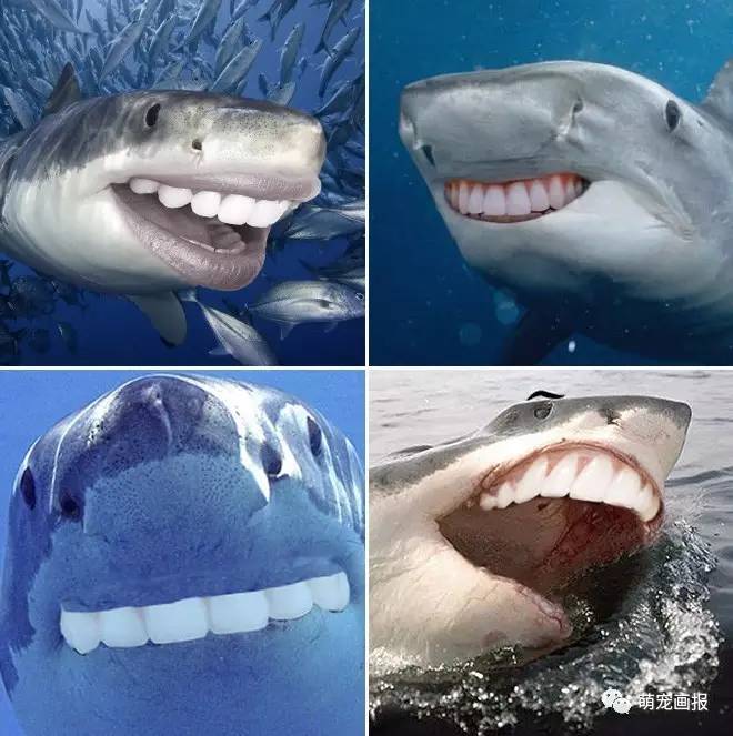 咱们大白鲨呀,牙好胃口就好,吃嘛嘛香