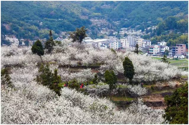 清江李花谷图片