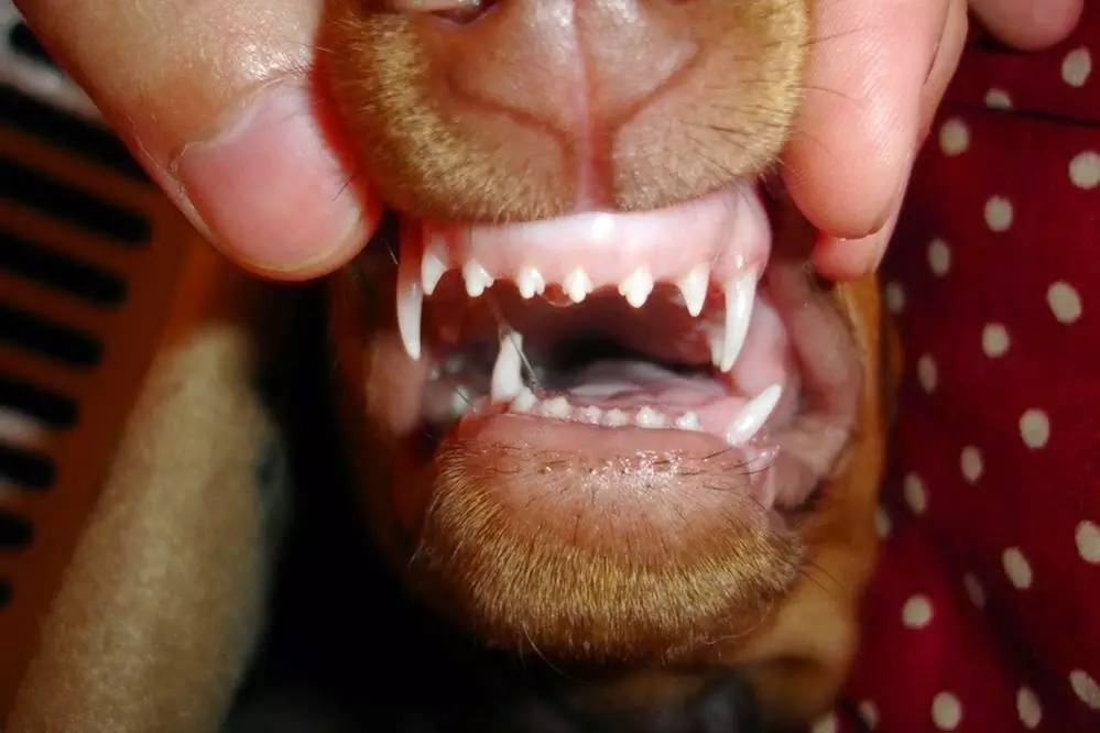 狗子双排牙图片