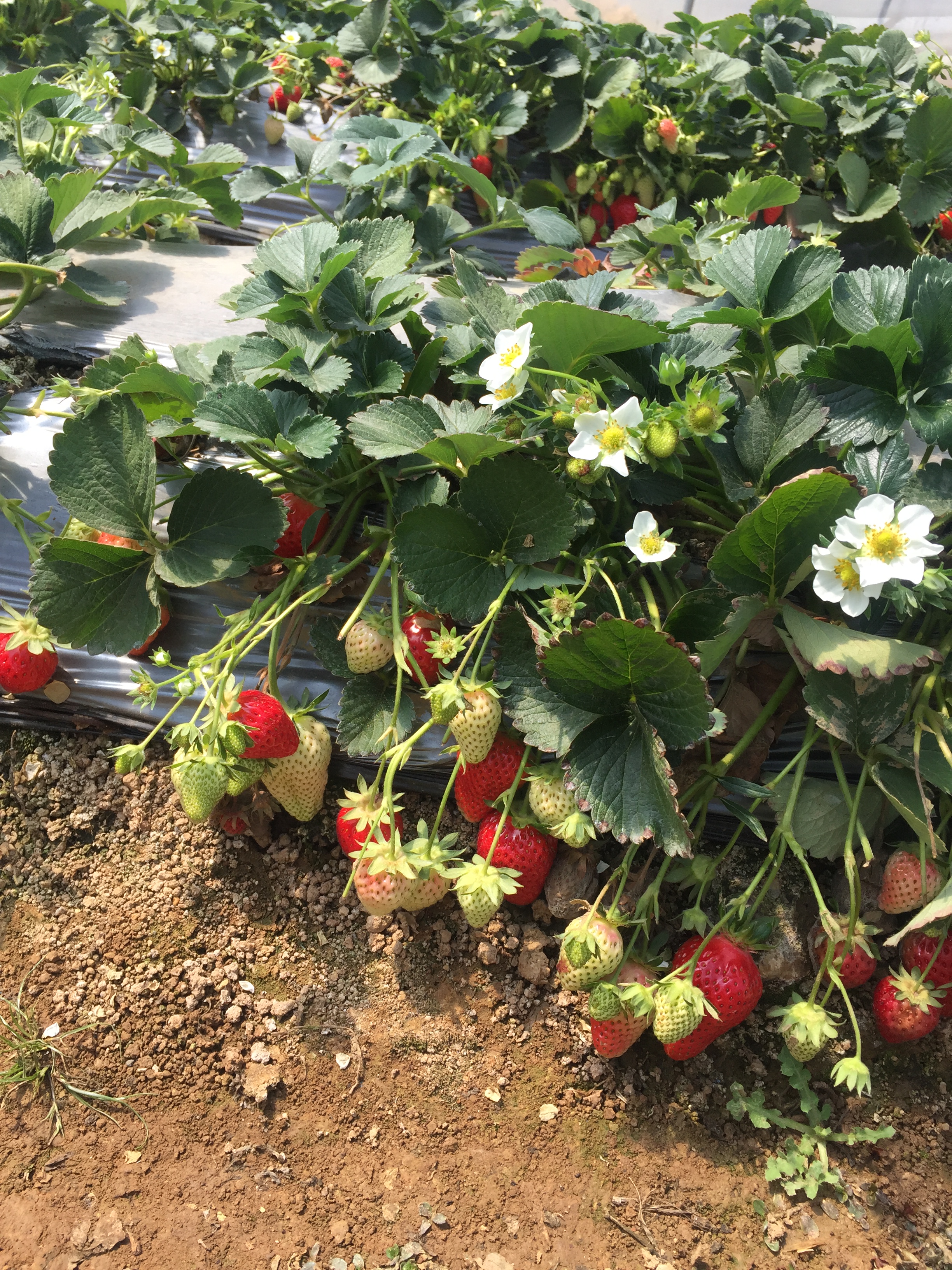 昆明郊区小哨农家地现摘草莓香甜可口