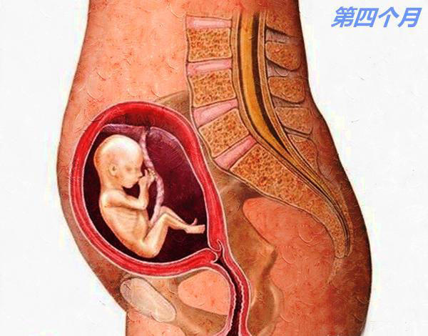 每个月胎儿的变化图片图片