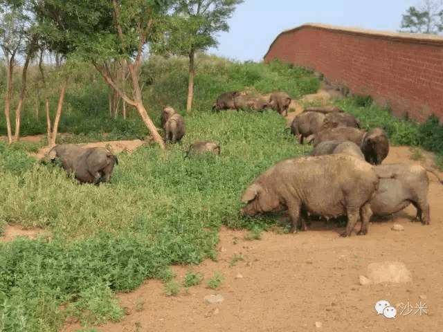 延寿县畜牧局探访红山草猪基地