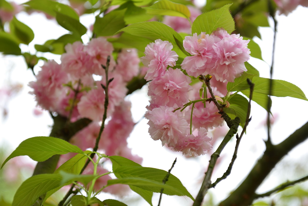 阳春三月樱花图片