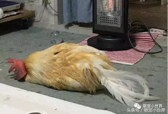 大公鸡睡觉的姿势图片