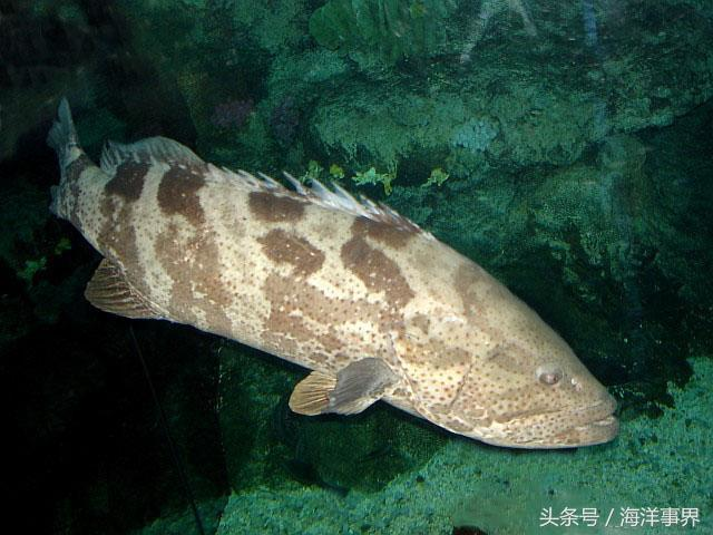 石斑鱼图片种类常见图片