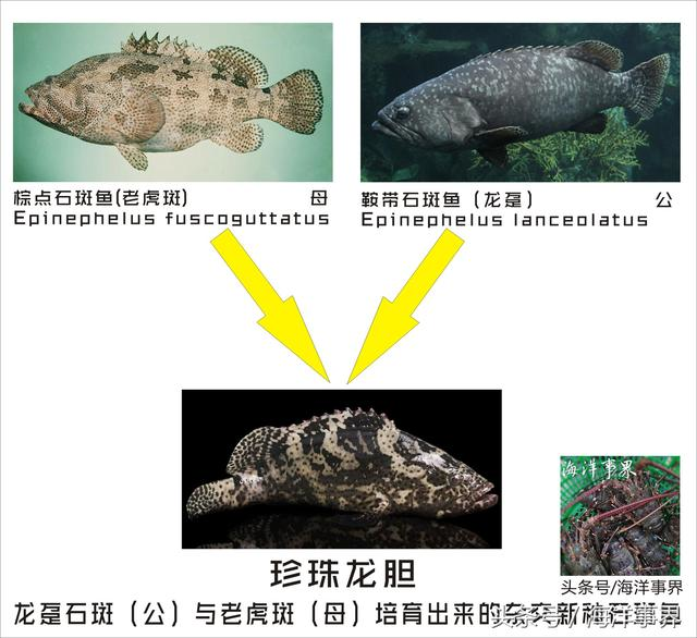 石斑鱼分类档次图片