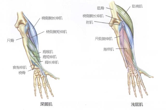 小臂肌群很复杂具体看以参考下图