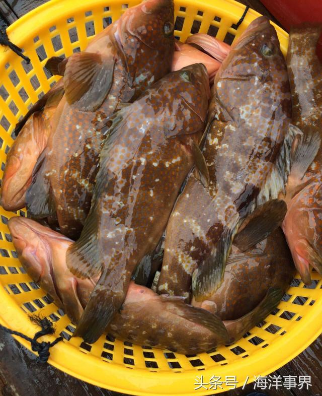 市面常见石斑鱼种类及价格大科普