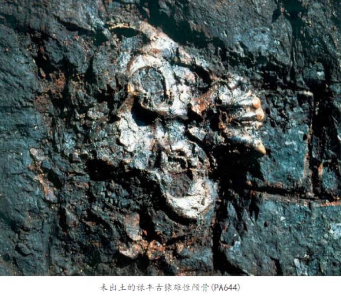 禄丰古猿化石遗址图片