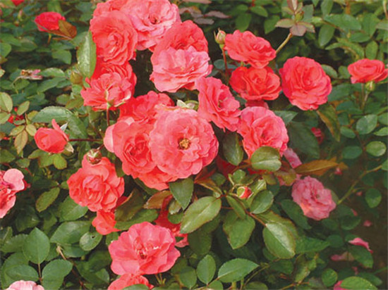 红帽子月季花品种图片图片