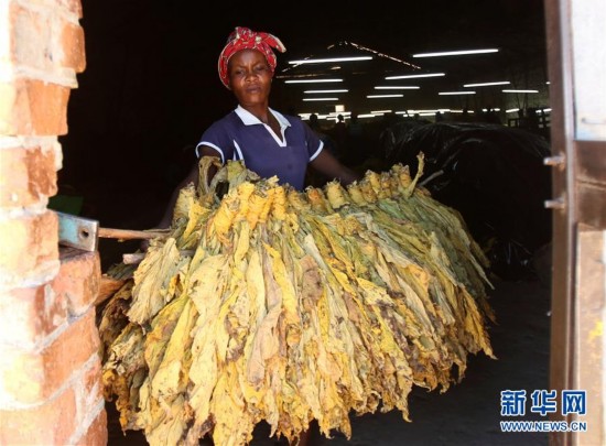 津巴布韦烟草与中国图片