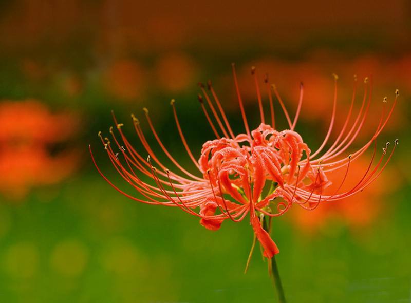 古风诗意的花名(古风诗意的花名四个字)