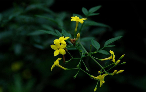 花,連翹,雲南黃馨,棣棠花開在枝幹上,而探春在枝條頂端,是聚傘花序,抱