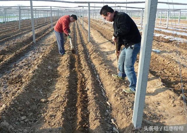 山药怎样种植图片