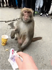 伸手要钱的猴子gif图片