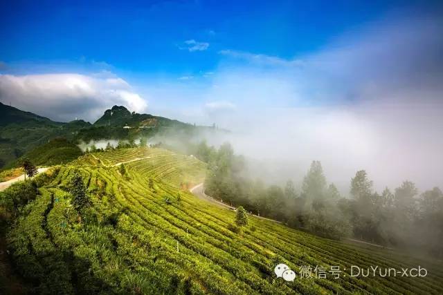 茶旅世界|3月18日相约黔南十大最美茶山 共采"春茶尖尖角"