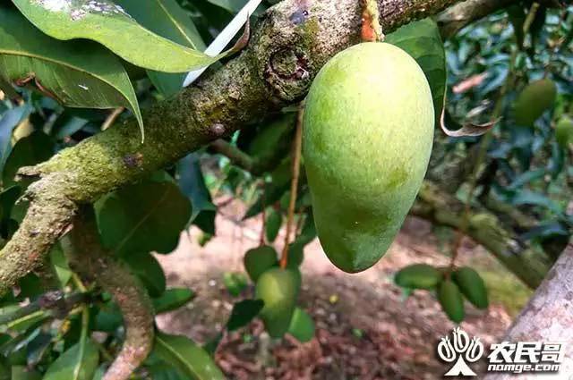 芒果露水斑不可怕,处理预防是关键